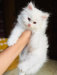 Traditional Persian kitten